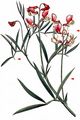 Felted Vetch - Lathyrus pannonicus (Jacq.) Garcke