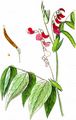 Frühlings-Platterbse - Lathyrus vernus (L.) Bernh.