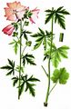 Greater Musk-Mallow - Malva alcea L.