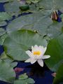 White Water-Lily - Nymphaea alba L.