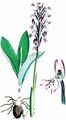 Helm-Knabenkraut - Orchis militaris L.