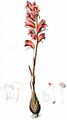 Bedstraw Broomrape - Orobanche caryophyllacea Sm.