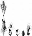Hemp Broomrape - Phelipanche ramosa (L.) Pomel