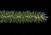 Sand Cat's-Tail - Phleum arenarium L.