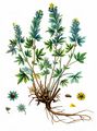 Silber-Fingerkraut - Potentilla argentea L.
