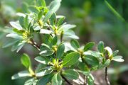 Hairy Alpenrose - Rhododendron hirsutum L.