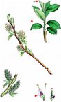Schwarzwerdende Weide - Salix myrsinifolia Salisb. 
