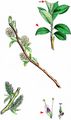 Dark-Leaved Willow - Salix myrsinifolia Salisb.