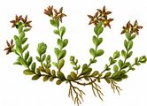 Zweiblütiger Steinbrech - Saxifraga biflora All.