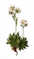 Furrowed Saxifrage - Saxifraga exarata Vill.