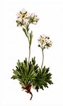 Furchen-Steinbrech - Saxifraga exarata Vill. 