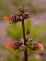 Green Figwort - Scrophularia umbrosa Dumort.