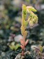 Hairy Stonecrop - Sedum villosum L.