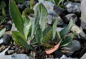 Gemswurz-Greiskraut - Senecio doronicum (L.) L.