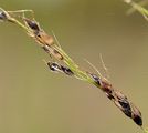 Johnson-Grass - Sorghum halepense (L.) Pers.