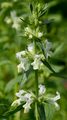 Einjähriger Ziest - Stachys annua (L.) L.