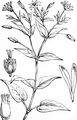 Hain-Sternmiere - Stellaria nemorum L.