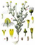 Echte Strandkamille - Tripleurospermum maritimum (L.) W. D. J. Koch 