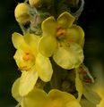 Dense-Flowered Mullein - Verbascum densiflorum Bertol.