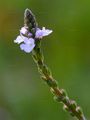 Vervain - Verbena officinalis L.