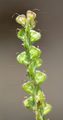 Wald-Ehrenpreis - Veronica officinalis L.