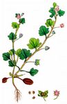 Hecken-Ehrenpreis - Veronica sublobata M. A. Fisch. 