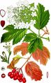 Viburnum opulus aus Thomé (1885)