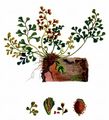 Mauerraute - Asplenium ruta-muraria L.