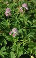Große Sterndolde - Astrantia major L.