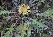 Acanthusblättrige Eberwurz - Carlina acanthifolia All.
