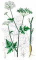 Hecken-Kälberkropf - Chaerophyllum temulum L.