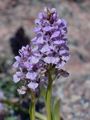 Fleischrotes Knabenkraut - Dactylorhiza incarnata (L.) Soó