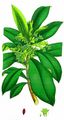 Spurge-Laurel - Daphne laureola L.