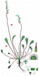 Langblättriger Sonnentau - Drosera longifolia L. 