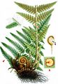 Male-Fern - Dryopteris filix-mas (L.) Schott