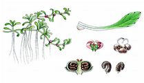 Eight-Stamened Waterwort - Elatine hydropiper L.