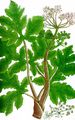 Giant Hogweed - Heracleum mantegazzianum Sommier & Levier