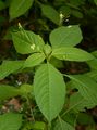 Kleines Springkraut - Impatiens parviflora DC.