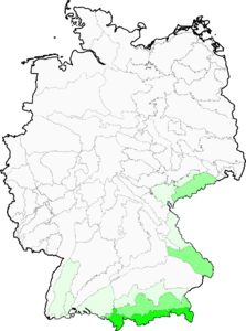 Homogyne alpina