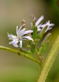 Common Blue-Sow-Thistle - Lactuca macrophylla (Willd.) A. Gray