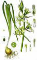 Nickender Milchstern - Ornithogalum nutans L.