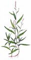 Kleiner Knöterich - Persicaria minor (Huds.) Opiz
