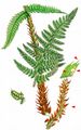 Soft Shield-Fern - Polystichum setiferum (Forssk.) Woyn.