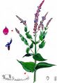 Balkan Clary - Salvia nemorosa L.