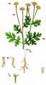 Feverfew - Tanacetum parthenium (L.) Sch. Bip.