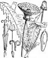  - Taraxacum sect. Taraxacum F. H. Wigg.