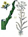 Marsh Fleawort - Tephroseris palustris (L.) Rchb.