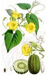Gewöhnliche Quetschgurke - Thladiantha dubia Bunge 