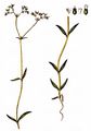Gewöhnlicher Feldsalat - Valerianella locusta (L.) Laterr.