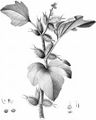 Rough Cocklebur - Xanthium strumarium L.